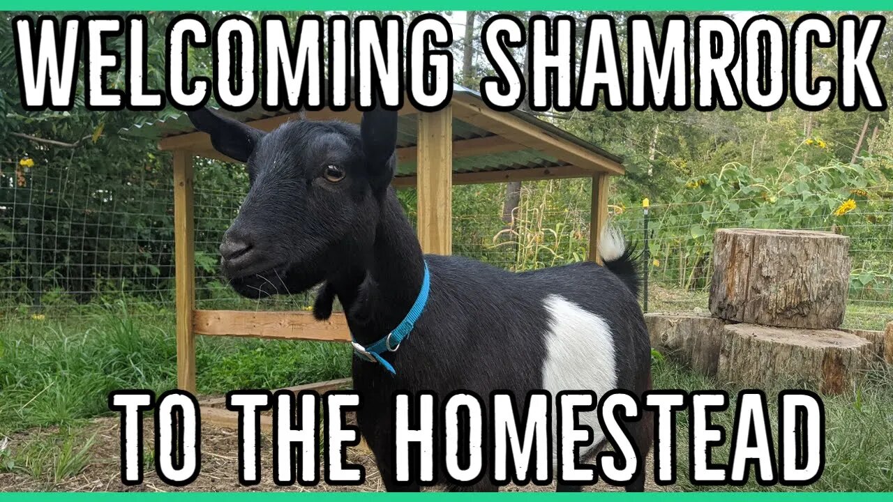 Welcoming Shamrock to the Homestead ||We got another Nigerian Dwarf Goat||