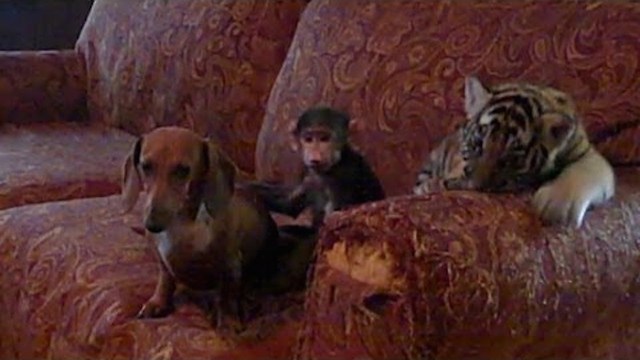 Tiger Cub, Baby Baboon & Sausage Dog Friends