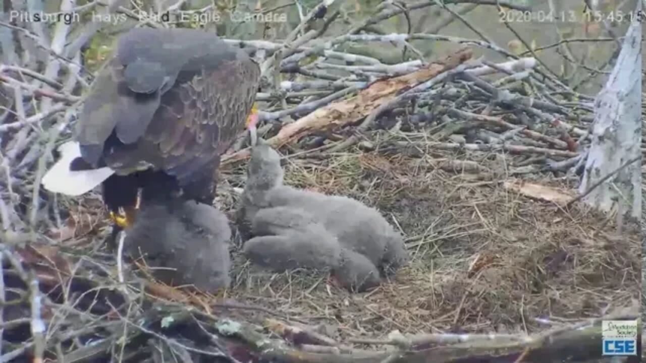 Hays Eagles H12 does under Mom sneak 2020 04 13 347pm