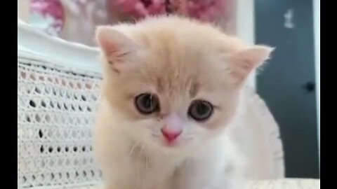 Cute cat reaction WhatsApp status video 2023