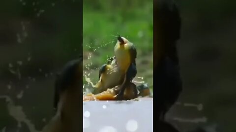 Battle Toads