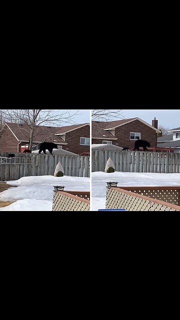 Curious Bear Family Pays A Surprise Visit To Neighborhood Backyard
