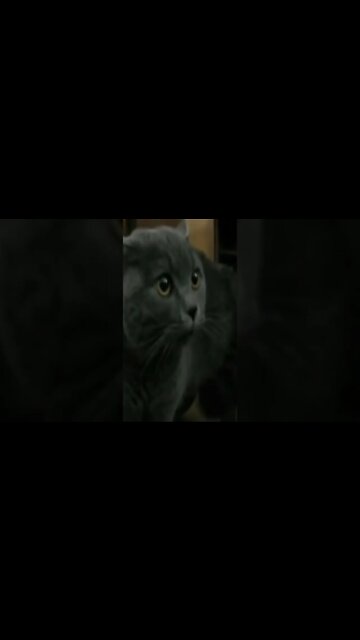 Quando o assunto é bom #shorts