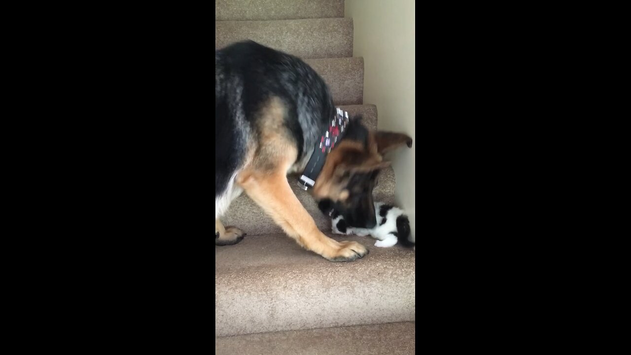 Helpful Pup Carries Foster Kittens Upstairs