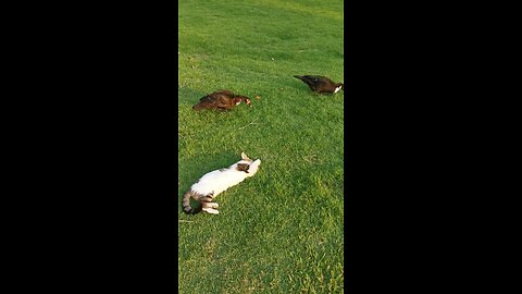 Ducks and the Kitty Cat