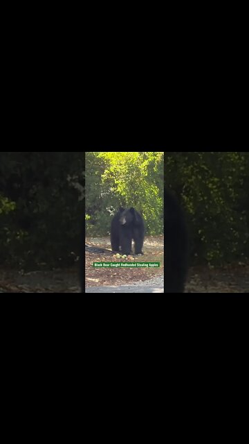 Black Bear Caught Redhanded Stealing Apples #Shorts