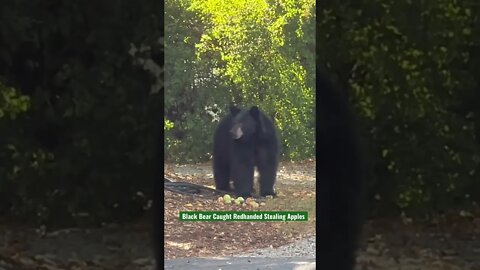 Black Bear Caught Redhanded Stealing Apples #Shorts