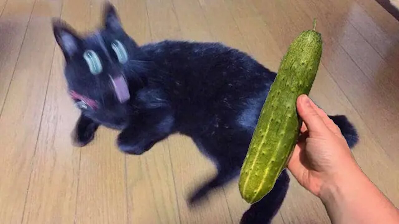 Cucumbers Are Cat's Enemy - Funny Pet Reaction