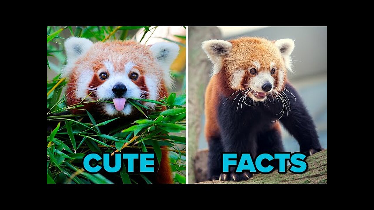 World's CUTEST Animals: The Red Panda | FACTS