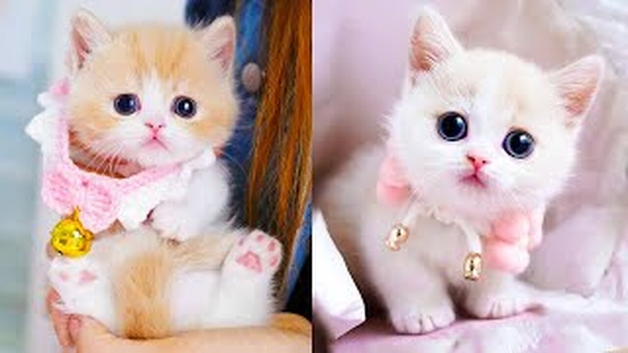 Very funny cat videos | funny cat videos 2023 | baby cats