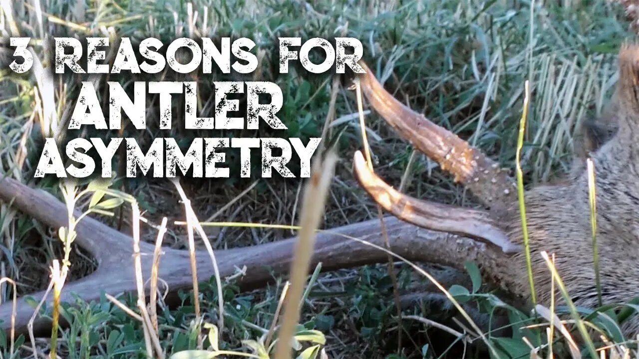 3 Reasons for Antler Asymmetry