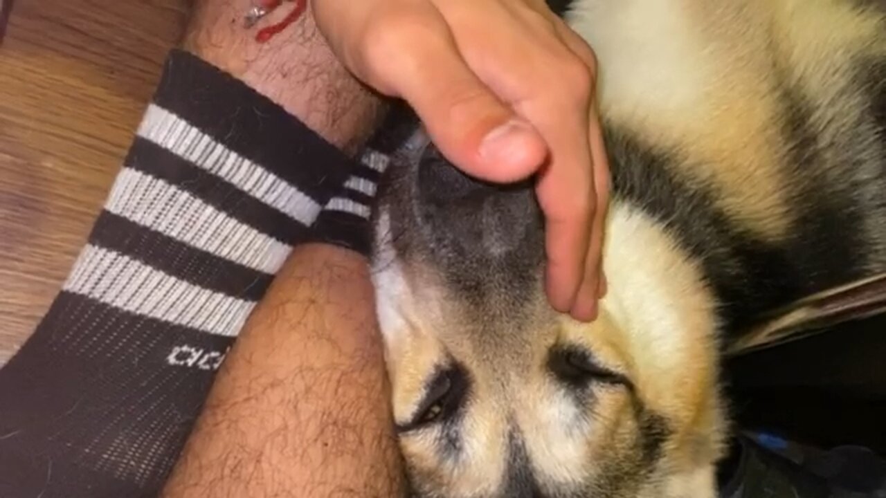 Petting my dog to sleep