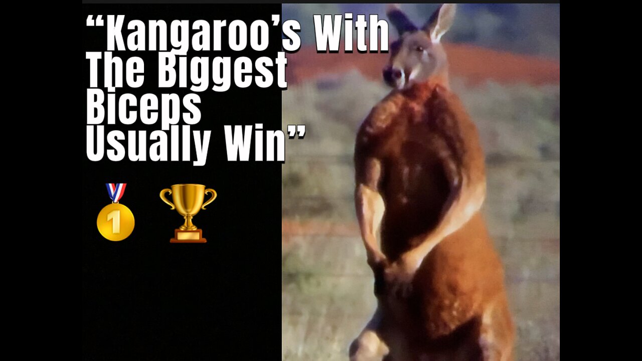 Kangaroos with the biggest biceps usually win #gym #gymmotivation #gymbro #biceps #gymbiceps
