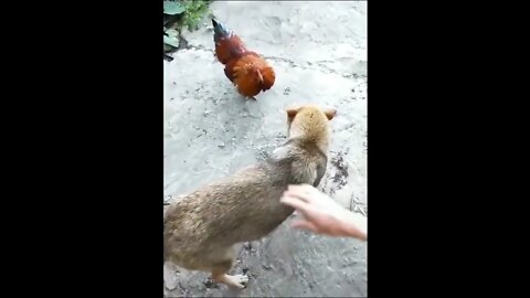 Chicken VS Dog Fight pt.2