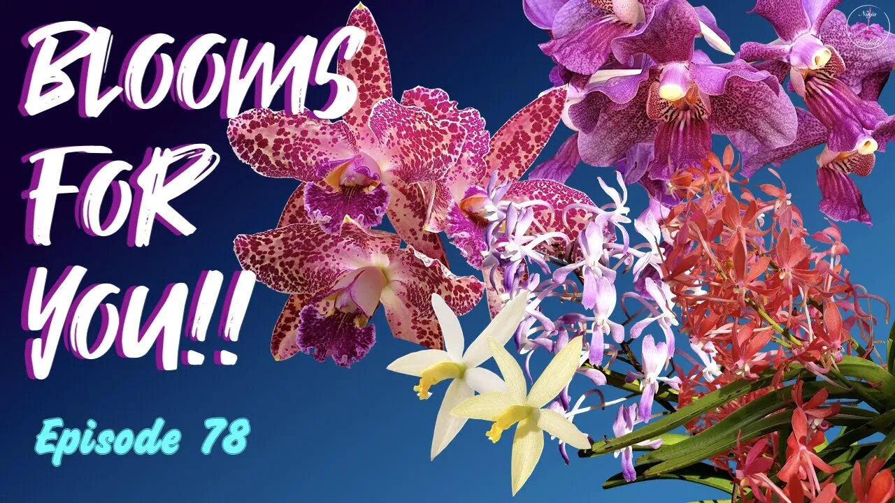 Orchid Updates | Orchid Bloom Dedications | Orchid Blooms for YOU! Episode 78 🌸🌺🌼#OrchidsinBloom