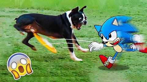 Funny Dog and Sonic Playing Fetch ! Funniest Cats And Dogs Videos - # BK-2