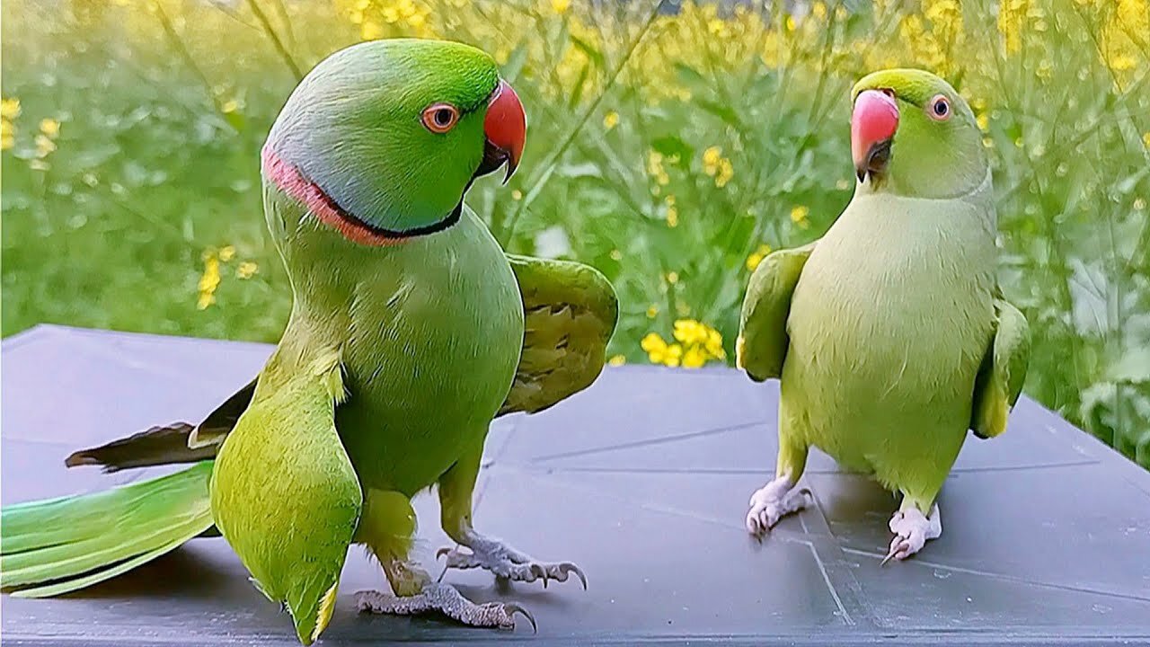 Ringneck Parrot Videos Compilation