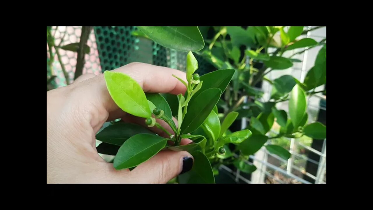 Calamansi Health Benefits :Transplanting Calamansi : Plantita