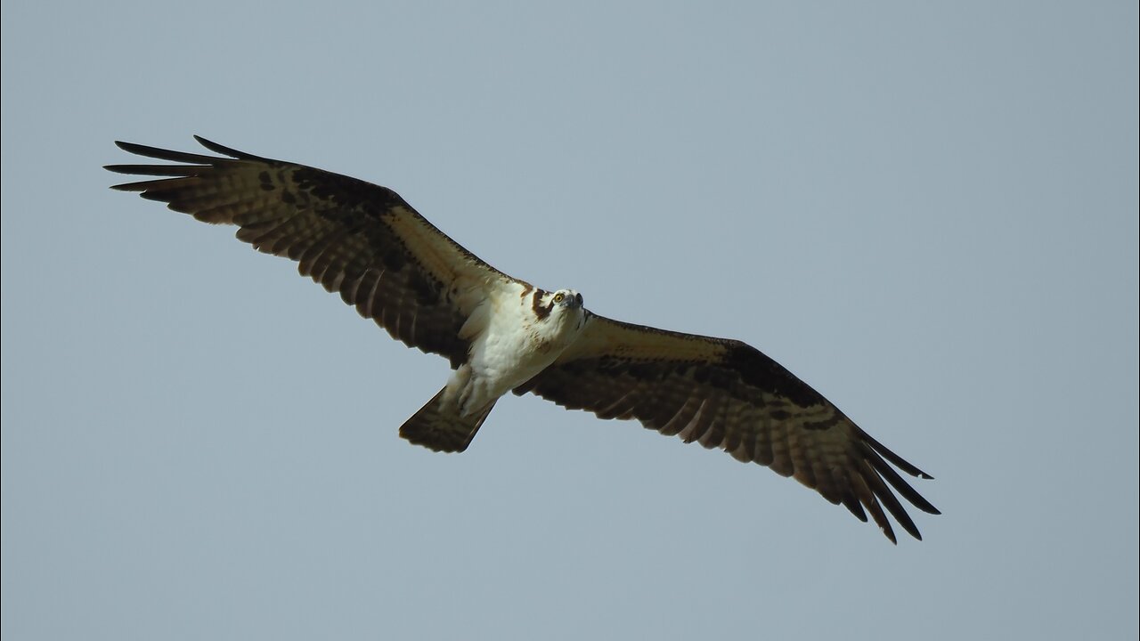 Osprey