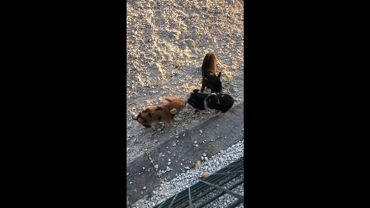 Kunekune piglets