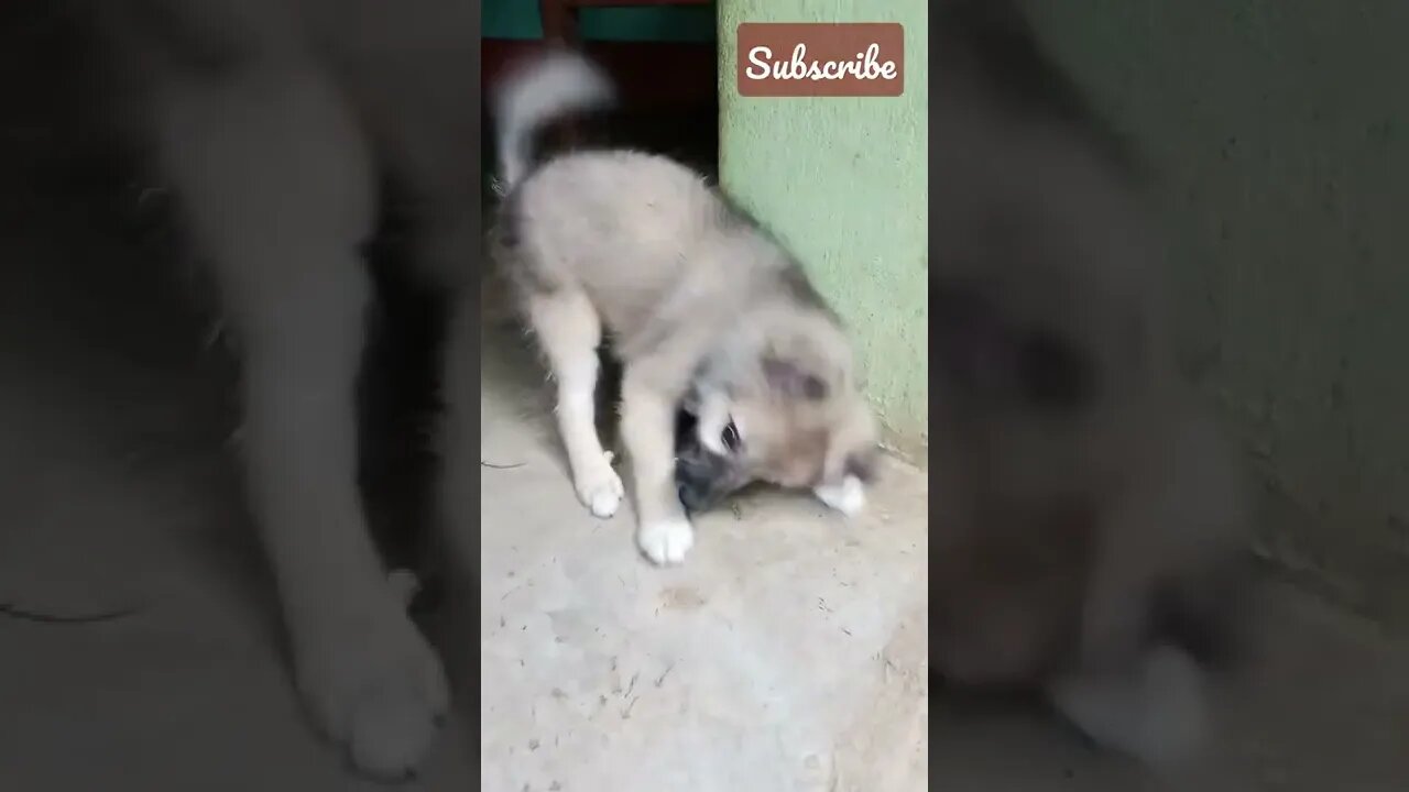 tiktok baby🍼||@sourav joshi ||#shorts #shortvideo #dogs #puppy #cute #youtubeshorts #youtube