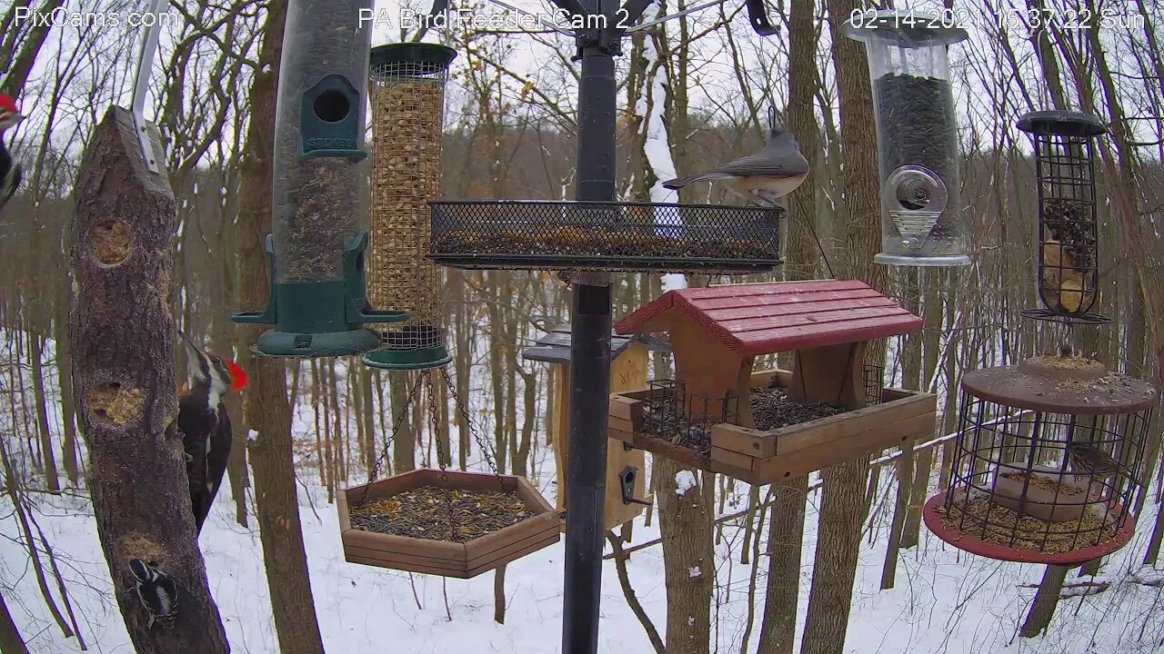 Male & female pileated woodpeckers seen for first time together on PA Bird Feeder 2