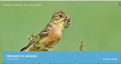 Presura de gradina (din "Pasari din livezile si baltile Dunarii)