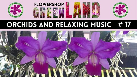 INVISIBLE BEAUTY MUSIC | 100 ORCHIDS TO THE SOUND OF RELAXING MUSIC | # 17