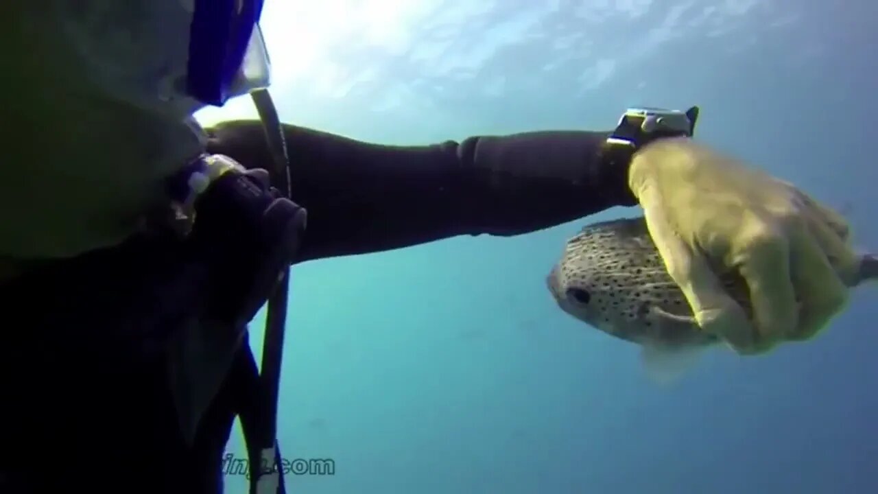 Puffer fish enjoys getting his back scratched