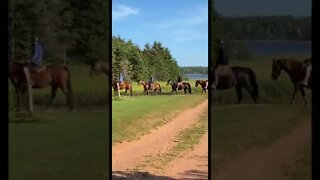 Random horses crossing our path