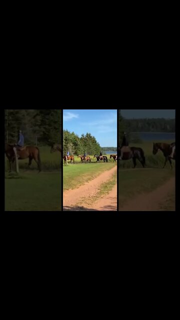 Random horses crossing our path