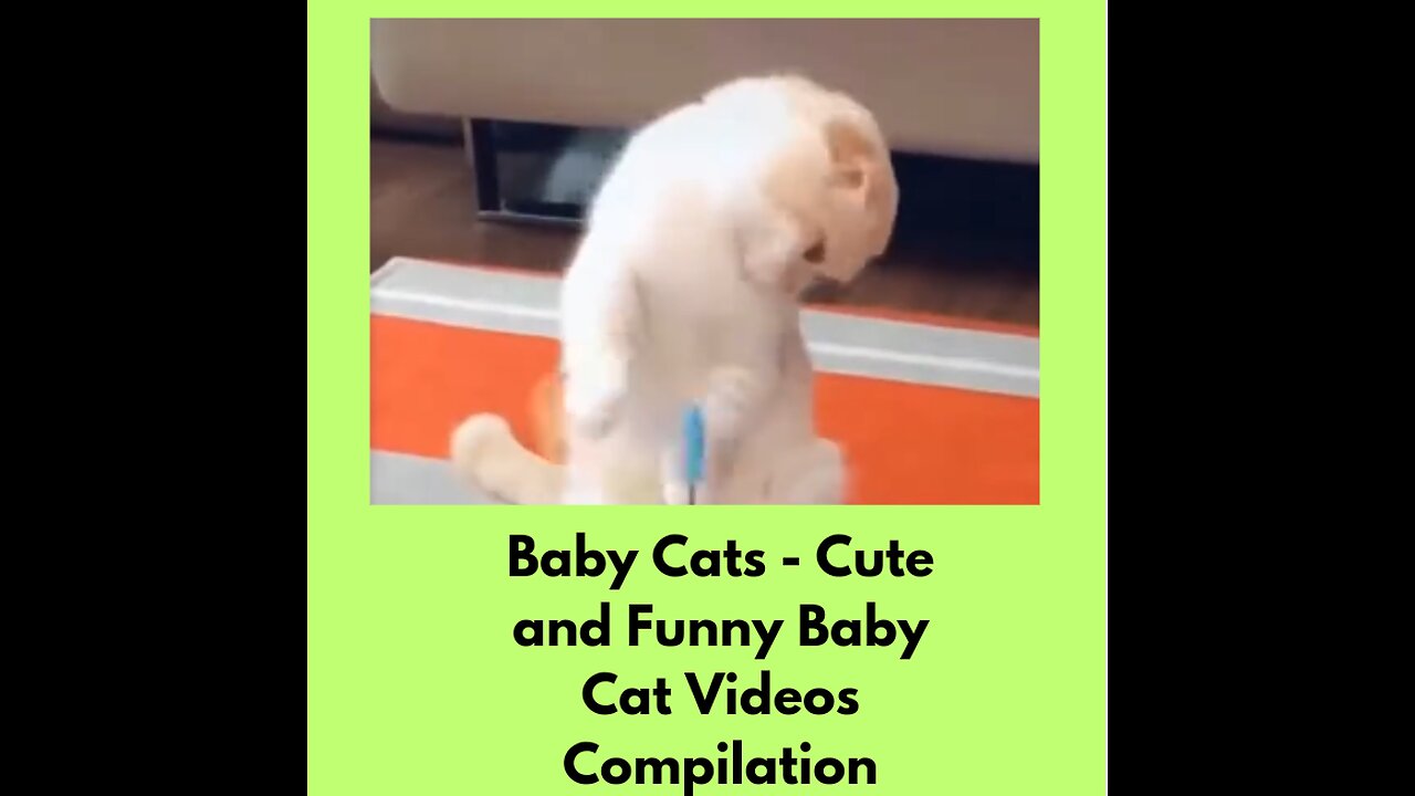 Baby Cats - Cute and Funny Baby Cat Videos Compilation