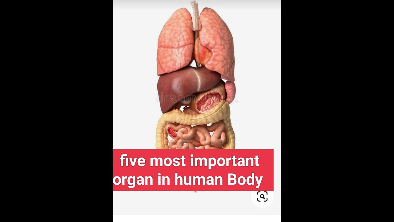 Five most organs in human body