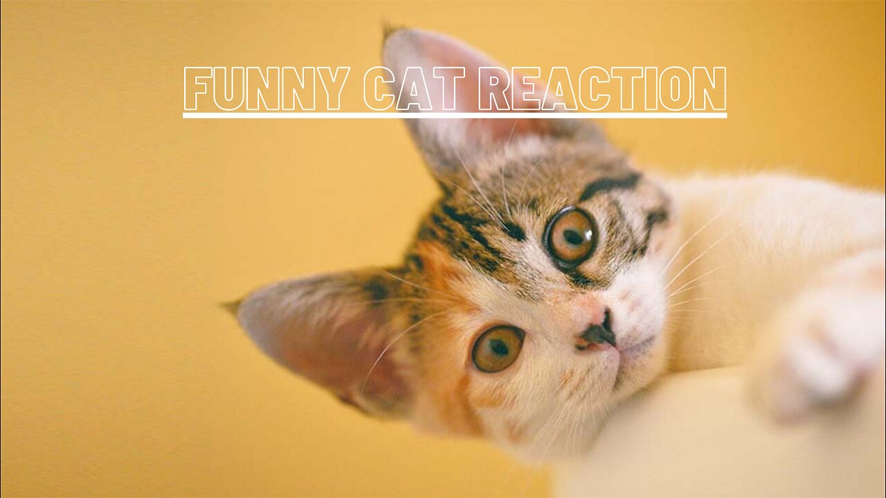 funny cat reaction video