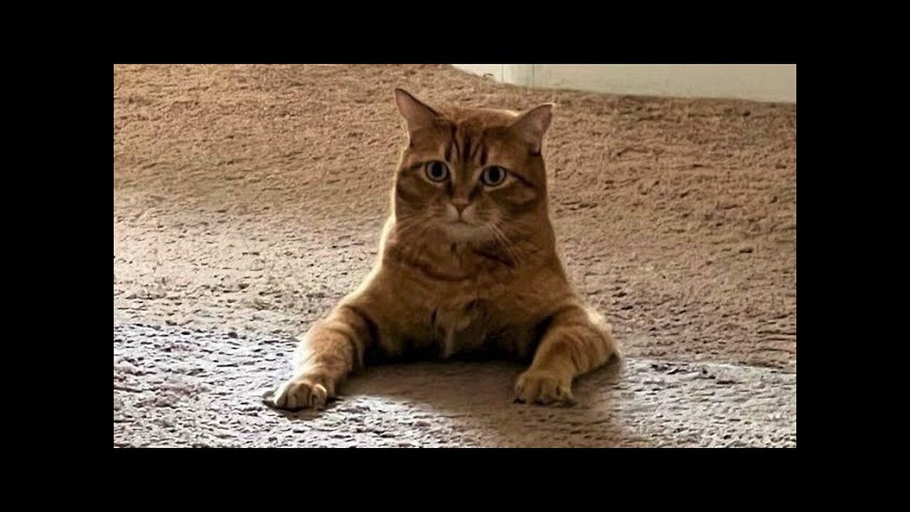 Funny animals - Funny cats dogs - Funny animal videos