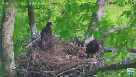 Hays Eagles H12 tries the nest rails 2020 05 18 908am