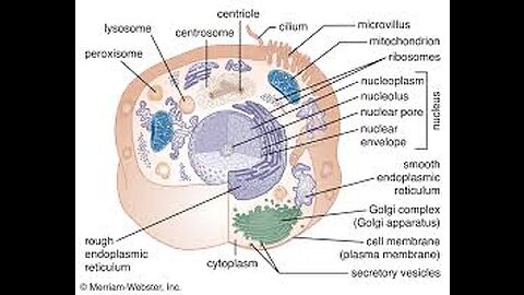 The 'simple' cell