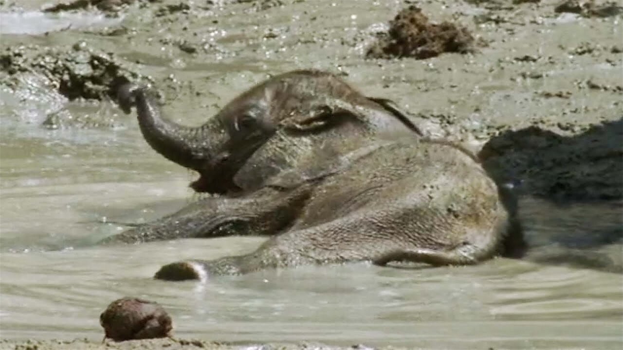 Baby Elephant's Struggle to Survive (Part 3) - Elephant Nomads of the Namib Desert - BBC Earth