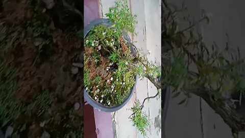 bonsai miring