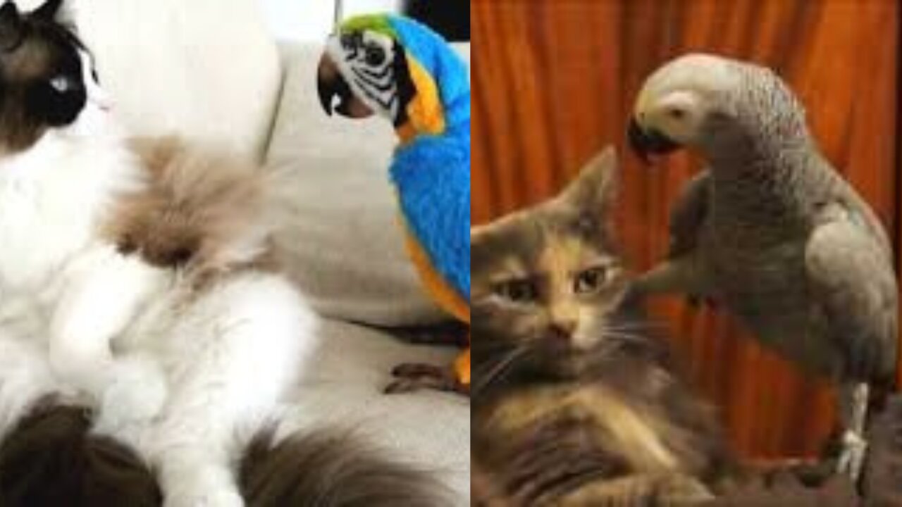 Funny Animal Videos Compilation | Best Funny Pets Videos | Try Not To Laugh!