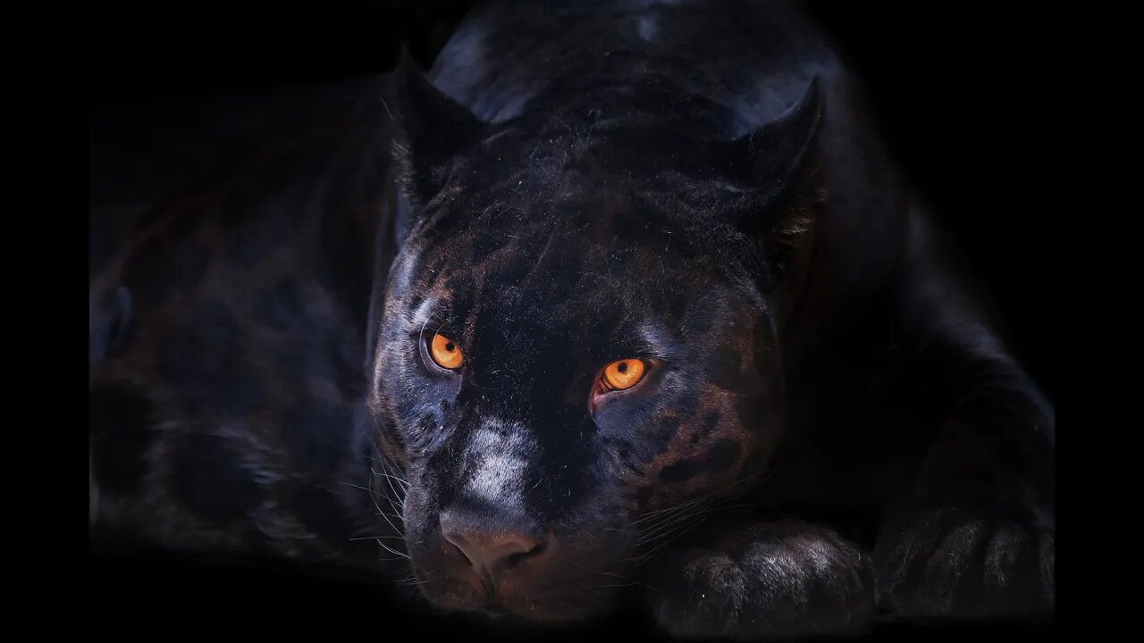 black Panther