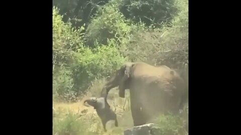 Mother elephant carries off her baby calf - Daily Dose of Nature