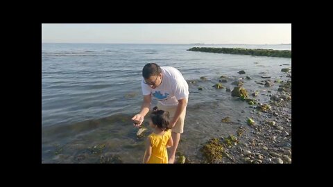 জীবন্ত jelly fish দেখলাম আমেরিকার সমুদ্রের পাড়ে! সমুদ্রের পাড়ে এক বিকাল !