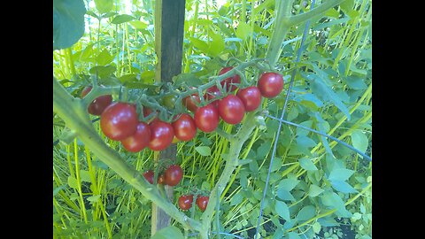 Grape Tomatoes Almost Ready 9/3/23