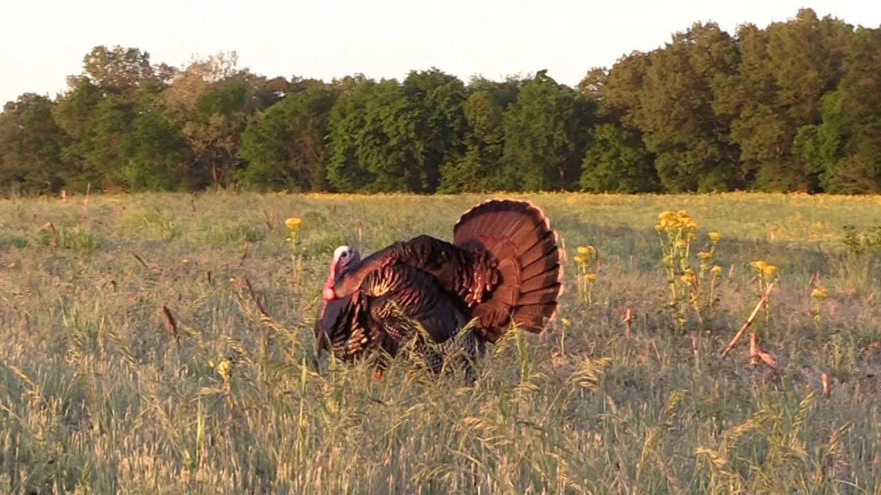 Southern Illinois Late Season Tom