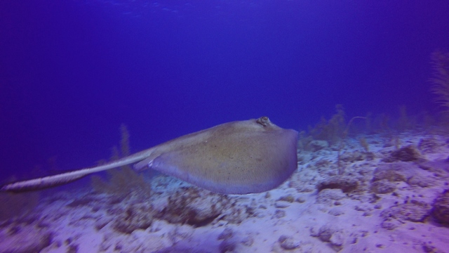 Stingray startled after encountering scuba diver