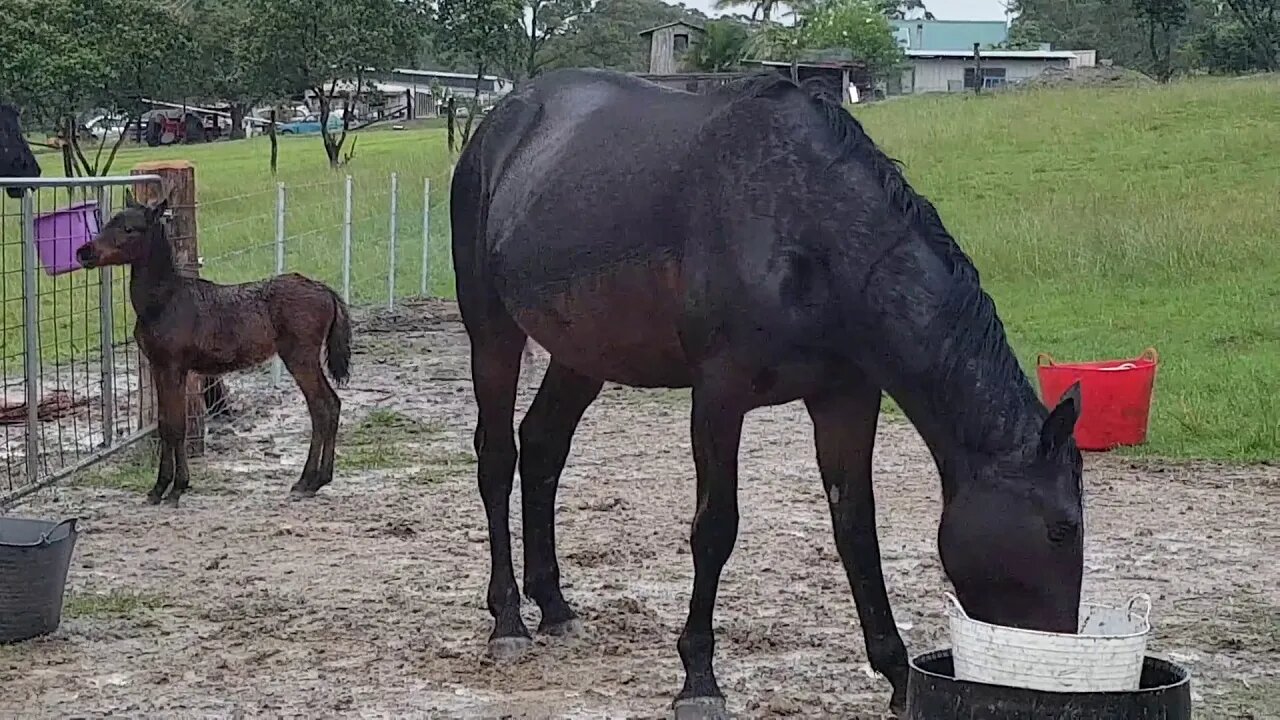 Pregnant mare paddocked with a brumby foal while both are being built up on much needed nutrition