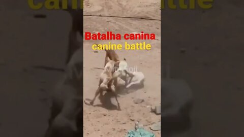 #canine #battle #caos #feroz #shorts