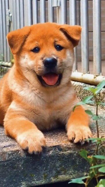 This cute dog will make your day