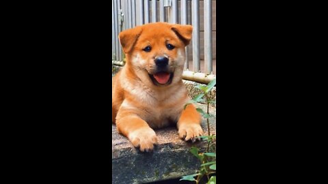 This cute dog will make your day